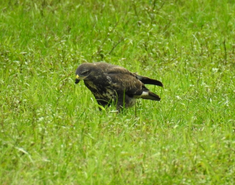 Buizerd eet ook insecten