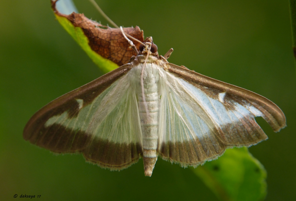 Buxusmot - Geleedpotigen - 