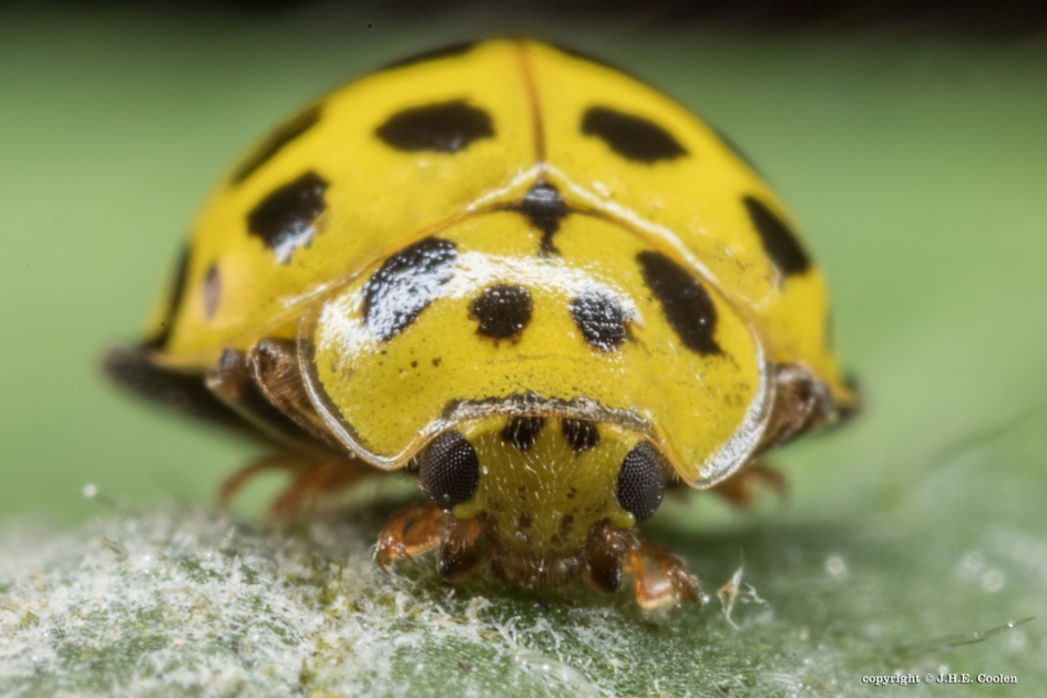 CitroenLHB - Geleedpotigen - CitroenLHB