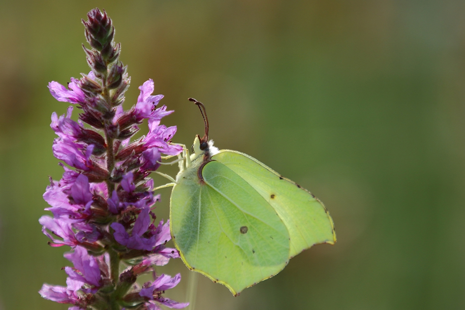 citroenvlinder -m- - Geleedpotigen - 