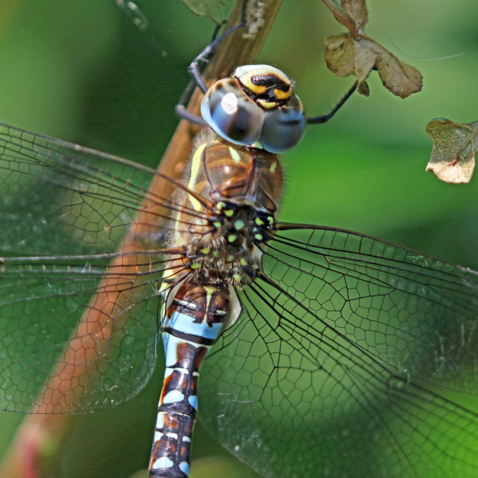 Close up libel - Geleedpotigen - 