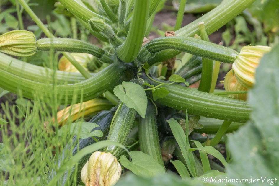 Courgettes - Planten - Courgette plant