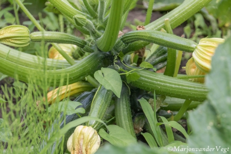 Courgettes