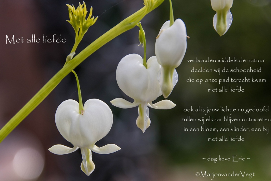 Dag lieve Erie - Planten - Gebroken hartje