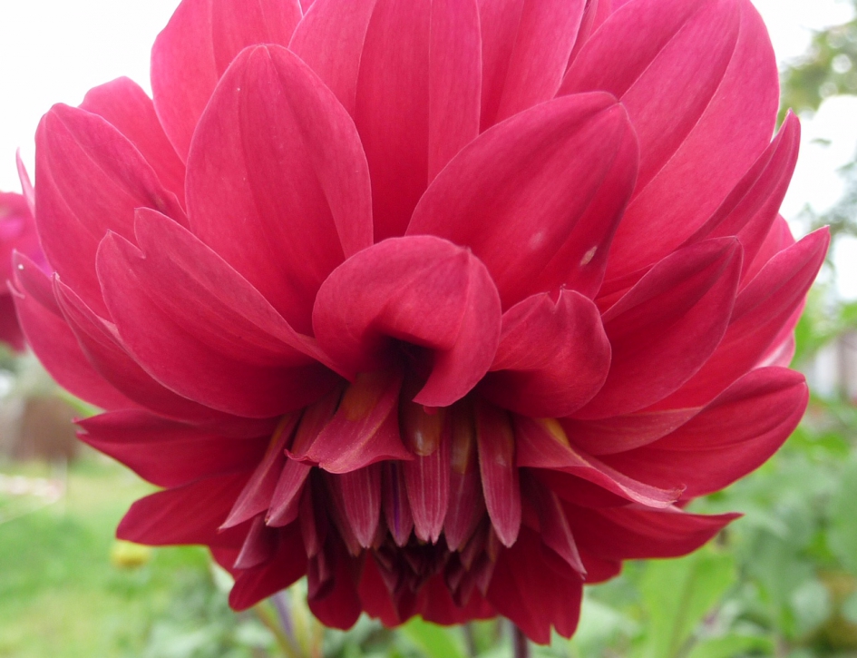 Dahlia - Planten - 