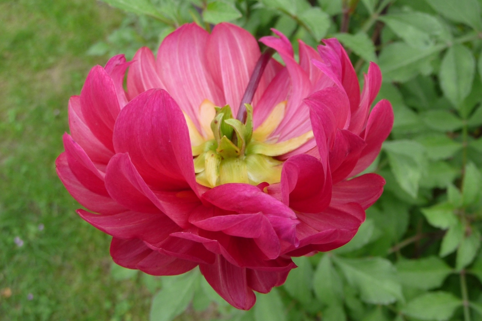 Dahlia, onderste boven - Planten - 