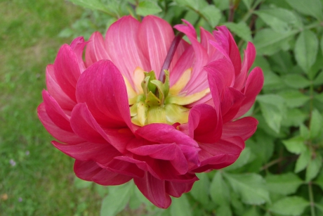Dahlia, onderste boven