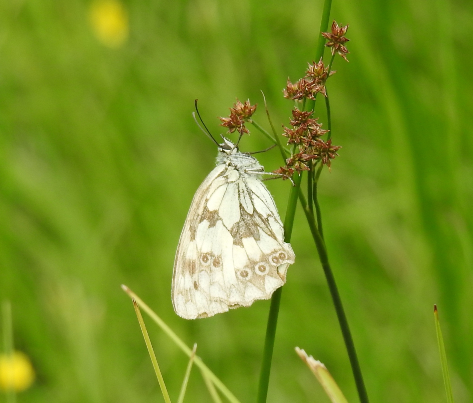 Dambordje - Geleedpotigen - Dambordje