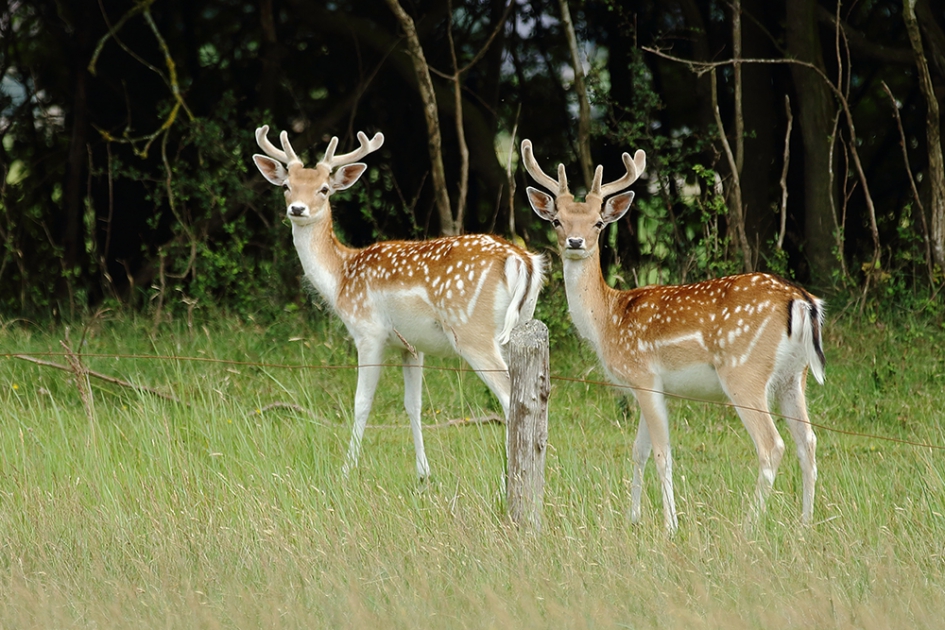 damherten - Zoogdieren - 