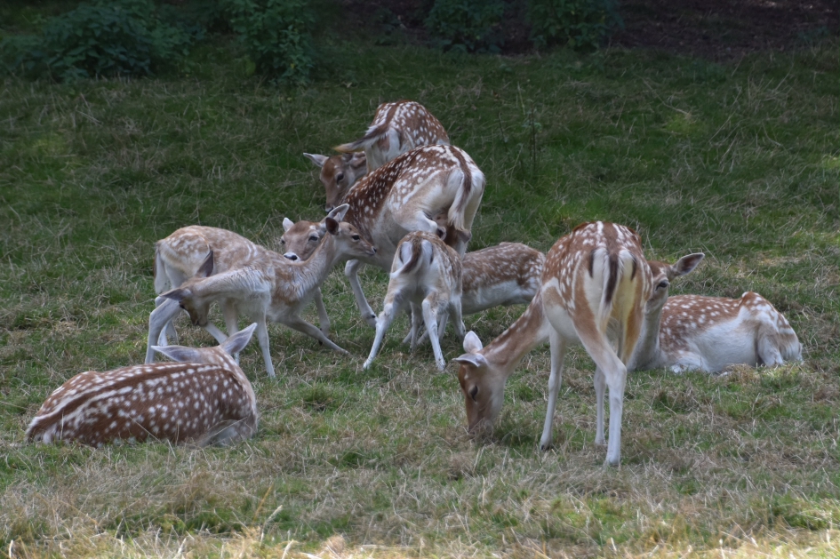 Damherten - Zoogdieren - 
