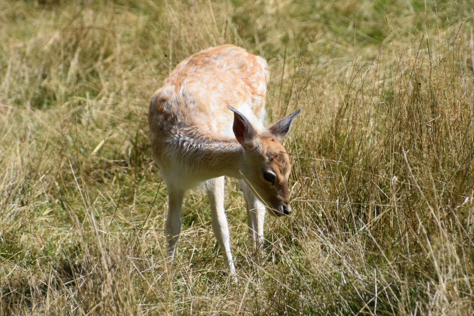 Damhertje - Zoogdieren - 