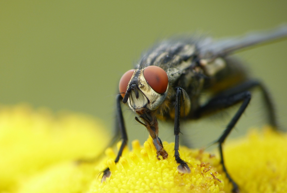 Damvlieg - Geleedpotigen - 