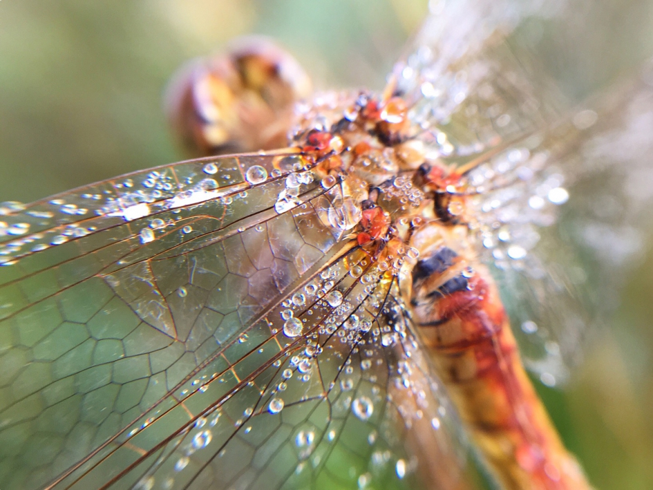 Dauwdruppels - Geleedpotigen - 