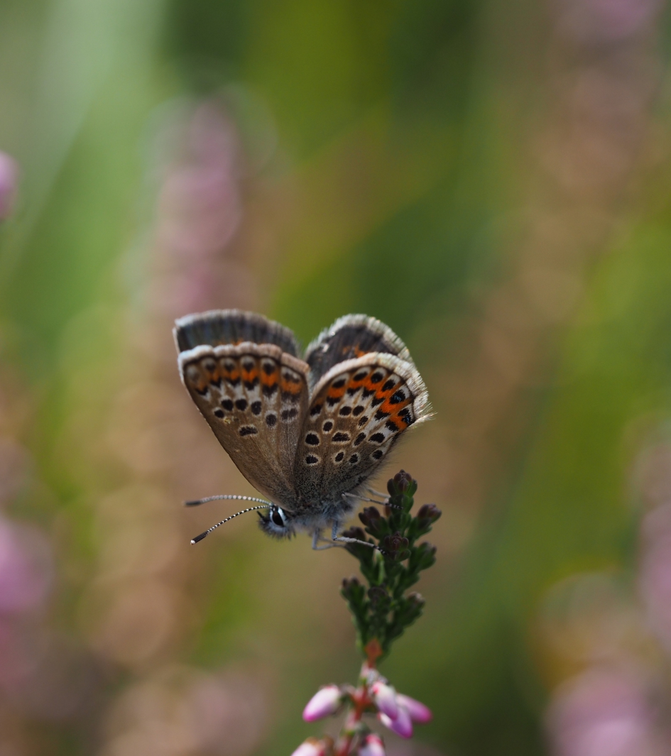 De heide bloeit - Geleedpotigen - 