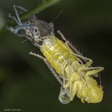 De laatste vervelling van...