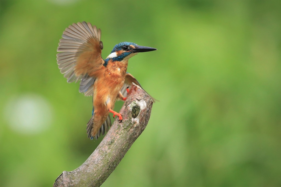 De Oranje Flits in de vlucht op de tak. - Vogels - IJsvogel