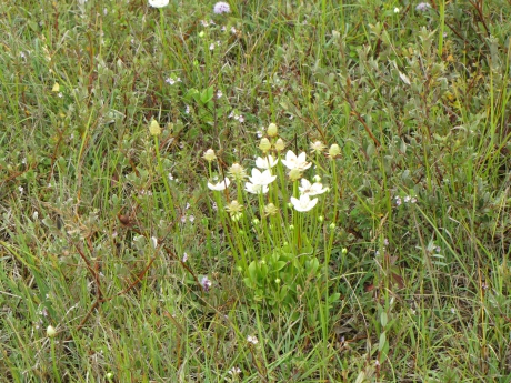 De Parnassia bloeit