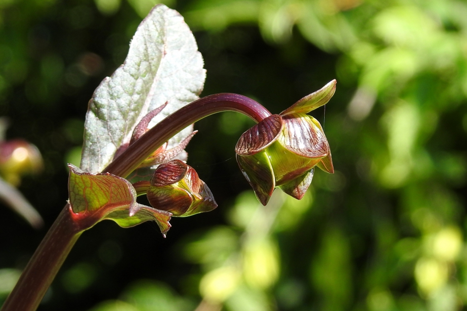 De zon is terug - Planten - Dahlia