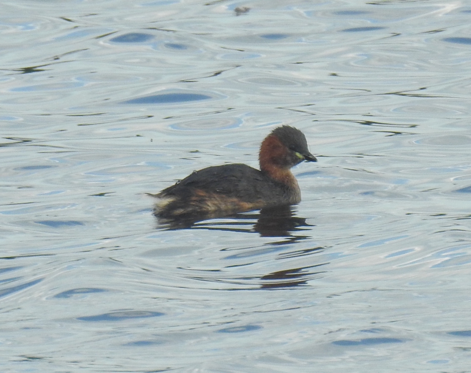 Dodaars - Vogels - Dodaars