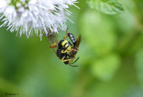 Dodelijke omhelzing 2