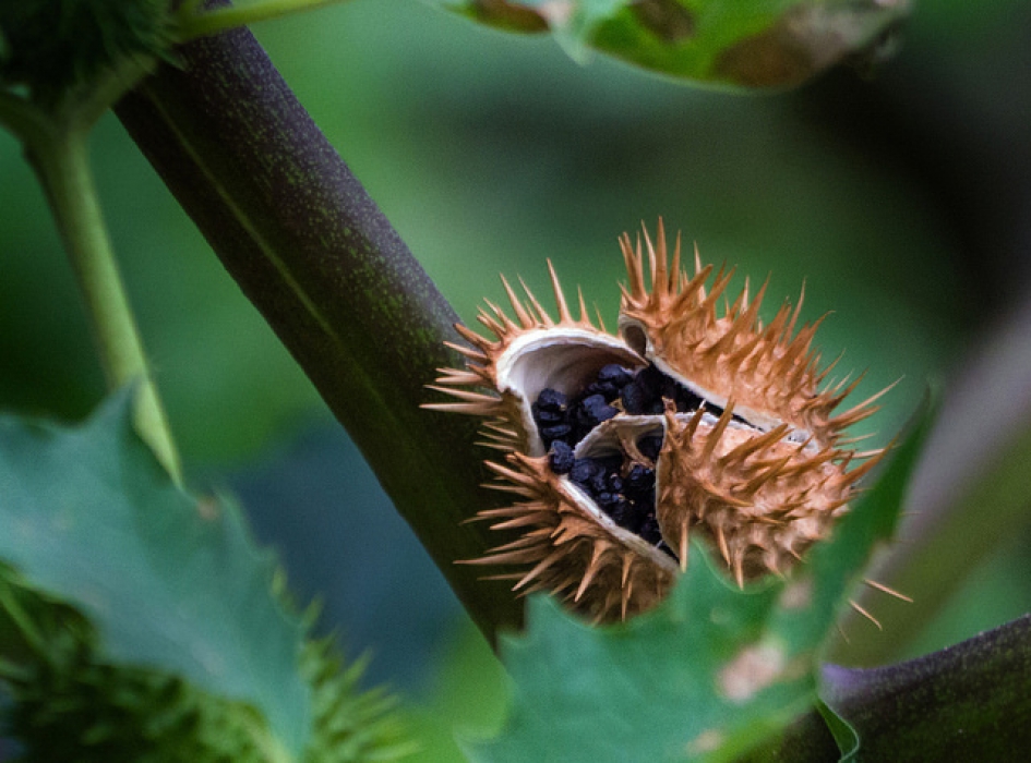 Doornappel - Planten - Doornappel