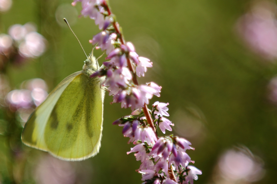 doorzichtig - Geleedpotigen - 