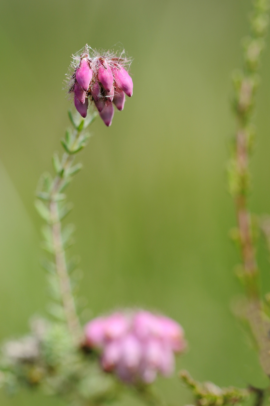 dopheide - Planten - 