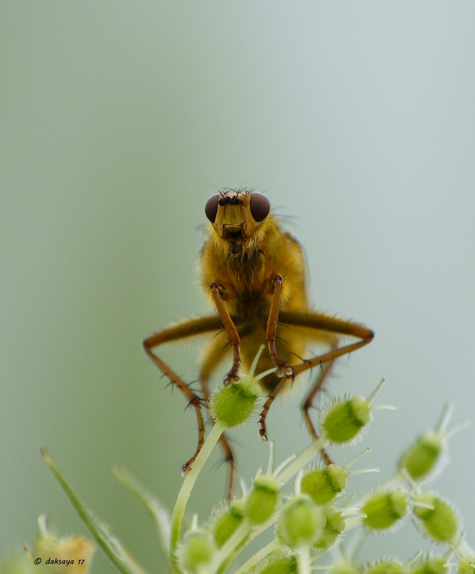 Drekvlieg (m) - Geleedpotigen - 