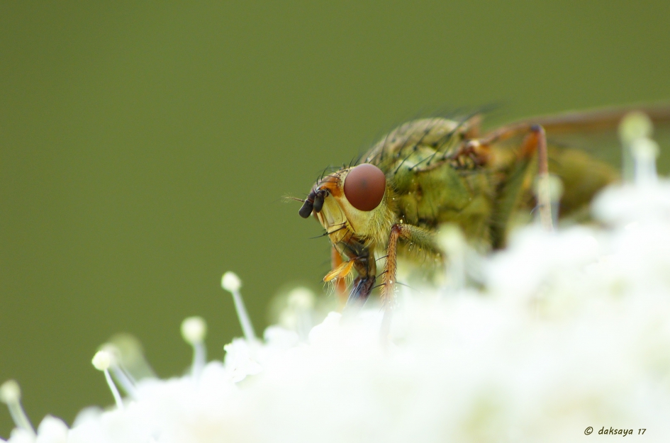 Drekvlieg (v) - Geleedpotigen - 