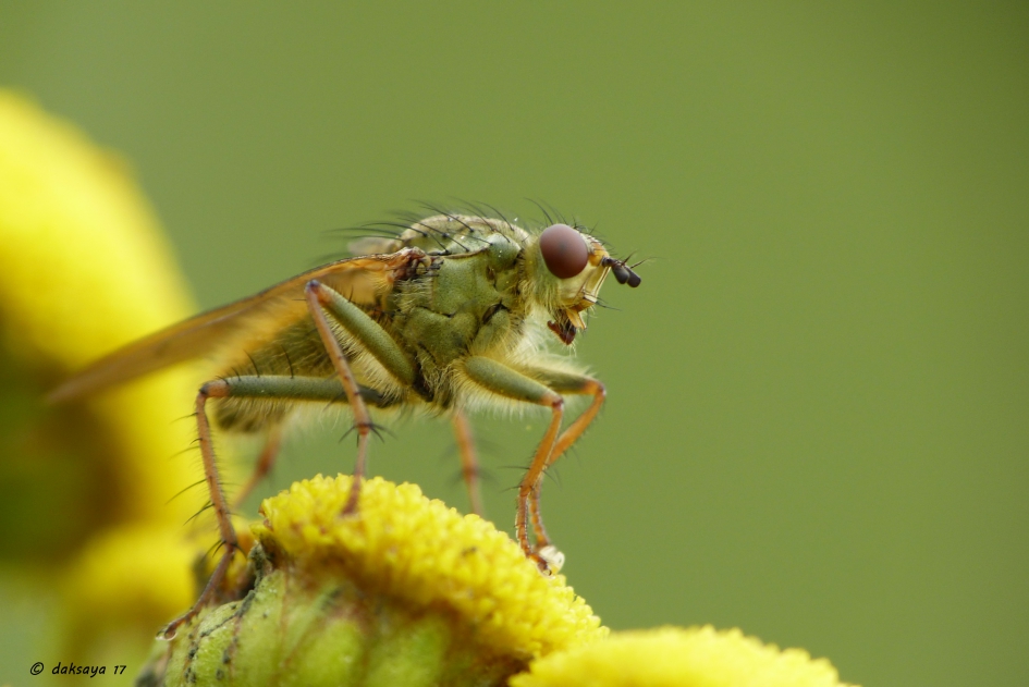 Drekvlieg (v) - Geleedpotigen - 