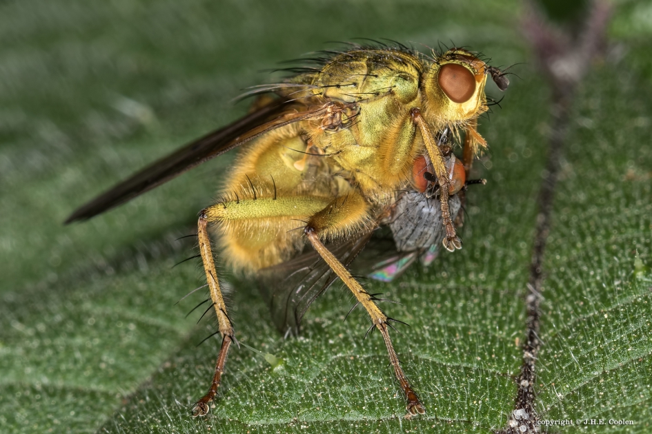 Drekvliek - Geleedpotigen - Drekvlieg