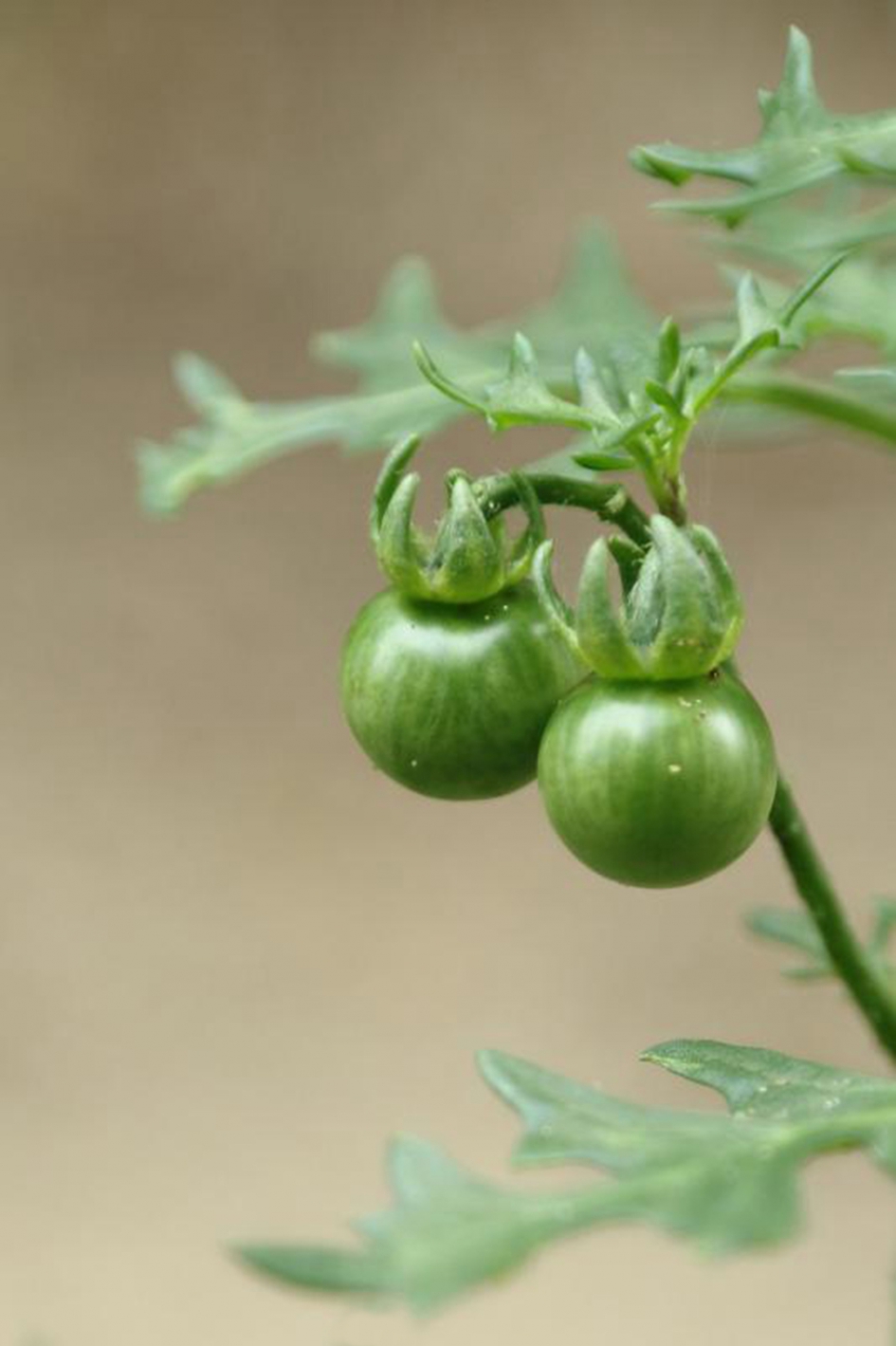 driebloemige nachtschade - Planten - 