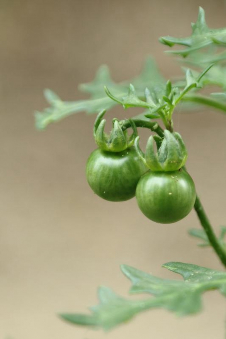 driebloemige nachtschade