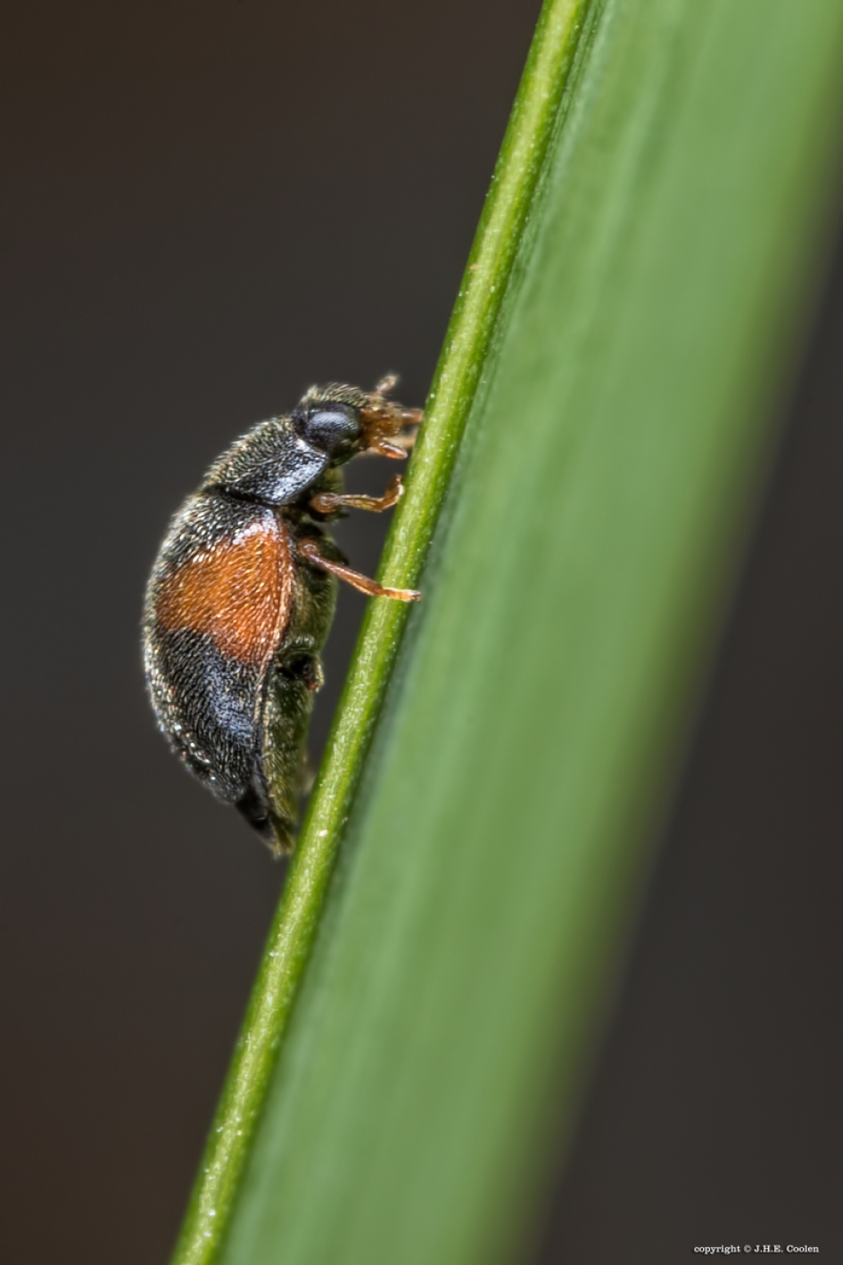 Driehoekkapoentje - Geleedpotigen - Driehoekkapoentje