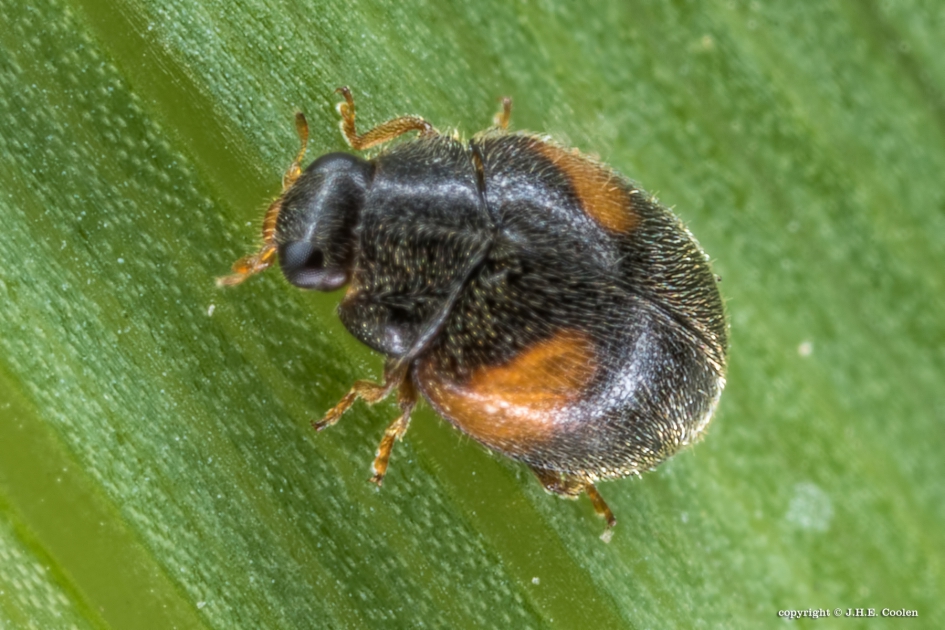 Driehoekkapoentje - Geleedpotigen - Driehoekkapoentje