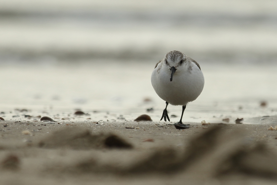 drieteenstrandloper - Vogels - 