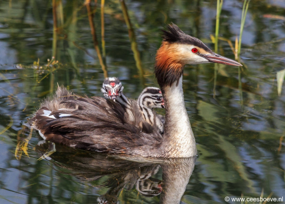 Drijvend huishouden - Vogels - Fuut