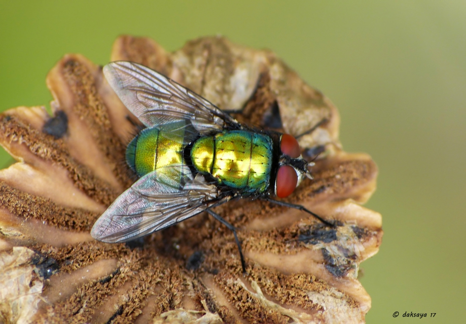 Droge ko(r)st - Geleedpotigen - 