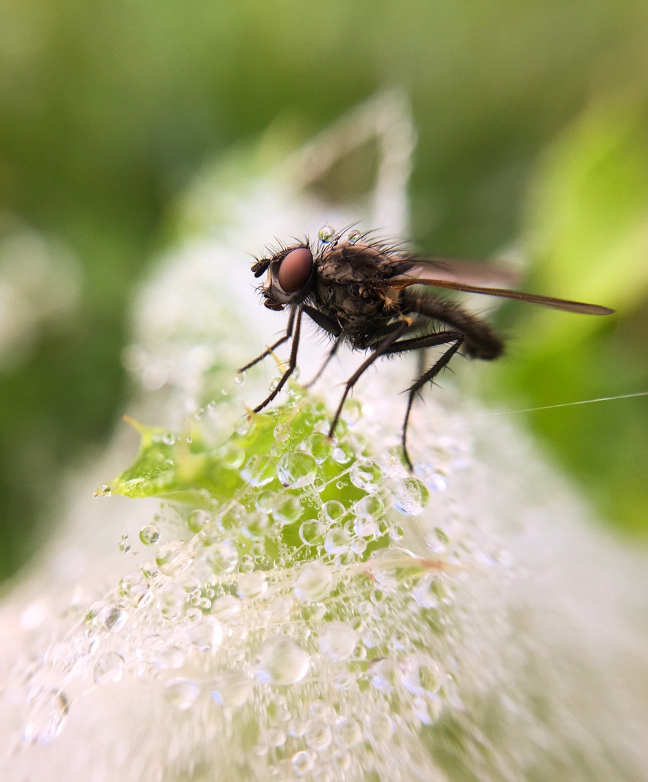 Druppels - Geleedpotigen - 