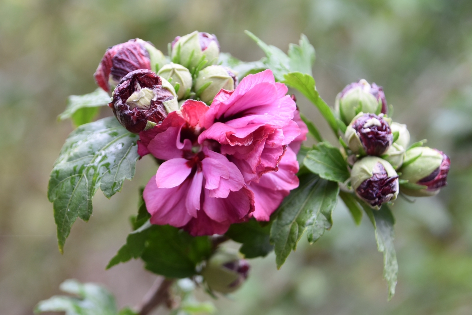 Dubbele hibiscus - Planten - 