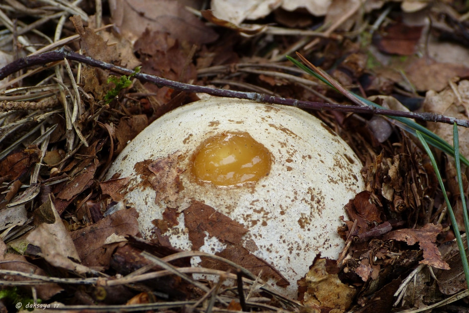 Duivelsei - Schimmels - 