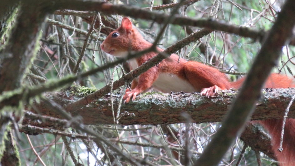 Eekhoorntje - Zoogdieren - Eekhoorn
