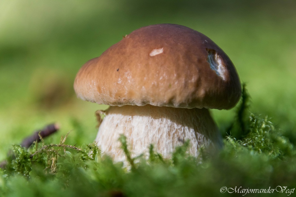 Eekhoorntjesbrood - Schimmels - Eekhoorntjesbrood