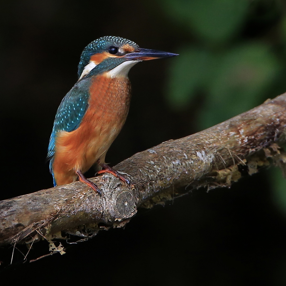 Een jonge dame ... - Vogels - IJsvogel