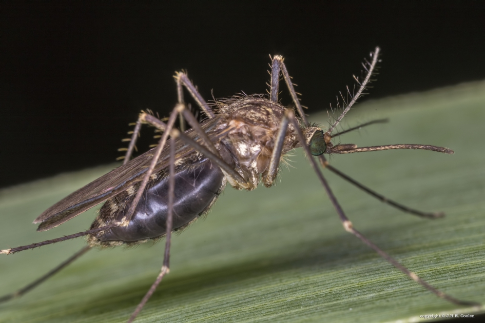 Een steekmug - Geleedpotigen - Mug