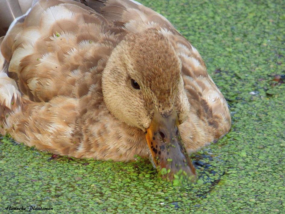 Eend 2 - Vogels - eend