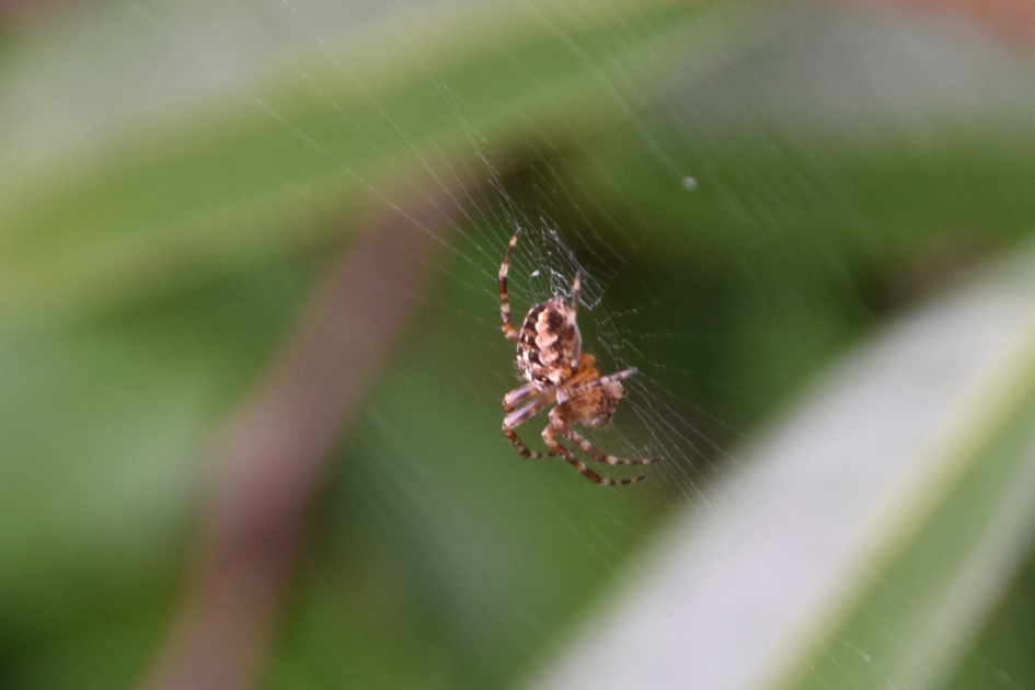 Eerste mini spinnetje dit jaar! - Geleedpotigen - 