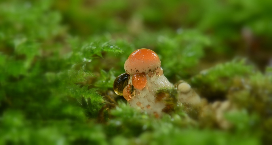 EERSTE ZALMZWAM DIT JAAR MAAR NOG GEEN 5MM HOOG - Schimmels - ZALMZWAM