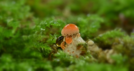 EERSTE ZALMZWAM DIT JAAR MAAR NOG GEEN 5MM HOOG