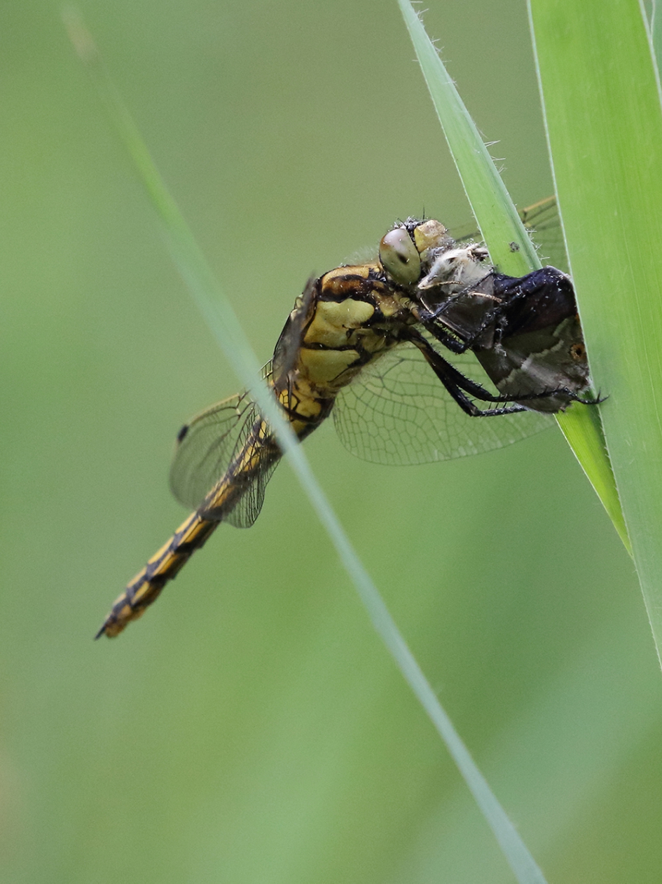 Eikenpage als prooi van gewone oeverlibel –v- - Geleedpotigen - 
